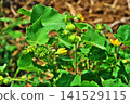 The flowers and fruits of the Japanese hibiscus (summer, July) 141529115
