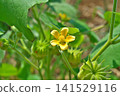 Ichibi flowers (summer, July) 141529116