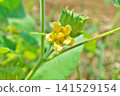 Ichibi flowers (summer, July) 141529154