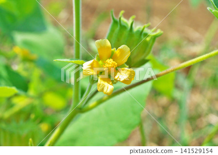 一葉花(夏季,七月) 一葉花(夏季,七月) 141529154