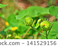Ichibi fruit (summer, July) 141529156