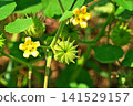 Ichibi fruit (summer, July) 141529157