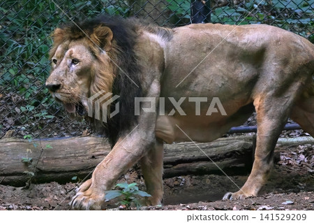 Indian Lion 141529209