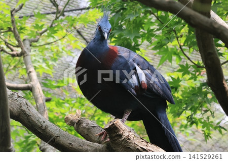 維多利亞冠鳩 維多利亞冠鳩 141529261