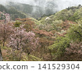 Cherry blossoms in the mist 141529304