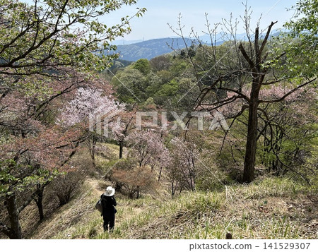 春天,有人在山頂拍照。 春天,有人在山頂拍照。 141529307