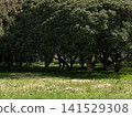 The plants and trees in the park surrounded by greenery 141529308