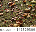 Carpet of fallen leaves 141529309