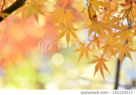 明亮的秋葉 明亮的秋葉 141529317