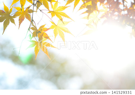 明亮的秋葉 141529331