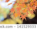 明亮的秋葉 141529333