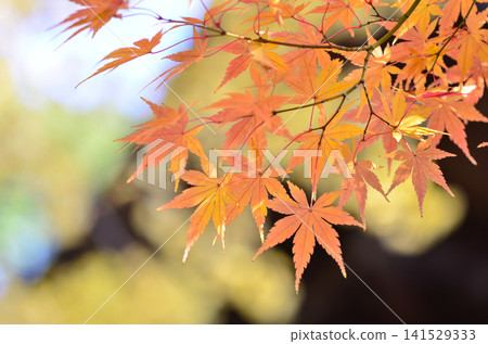 Bright autumn leaves Bright autumn leaves 141529333
