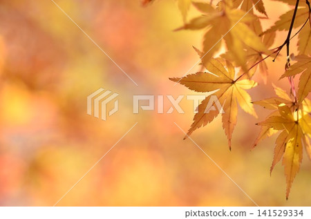 Bright autumn leaves Bright autumn leaves 141529334