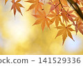 明亮的秋葉 141529336