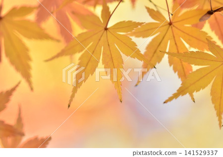 明亮的秋葉 明亮的秋葉 141529337