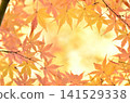 明亮的秋葉 141529338