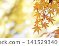 明亮的秋葉 141529340