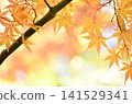 明亮的秋葉 141529341