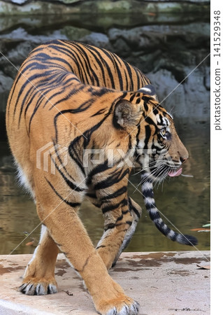 Sumatran tiger Sumatran tiger 141529348
