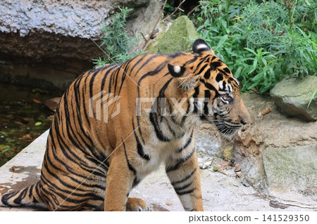Sumatran tiger Sumatran tiger 141529350