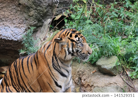 Sumatran tiger Sumatran tiger 141529351