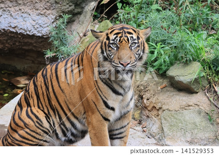 Sumatran tiger Sumatran tiger 141529353