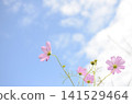 發光在藍天的波斯菊 141529464