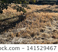 Autumn withered grass 141529467