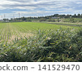 Fields overgrown with crops 141529470