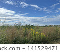 Plants swaying in the wind under a blue sky 141529471