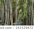 Bamboo growing in clusters in the forest 141529472