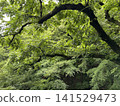 Fresh green seasonal trees 141529473