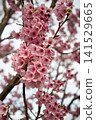 The mountain cherry blossoms announce the arrival of spring. 141529665