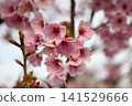 The mountain cherry blossoms announce the arrival of spring. 141529666