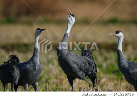 Hooded cranes in their wintering grounds Hooded cranes in their wintering grounds 141529799