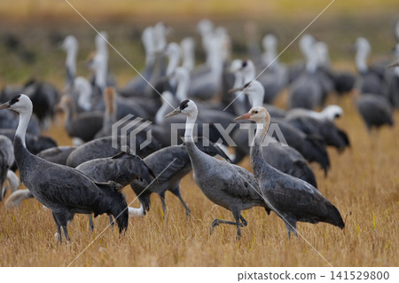 Hooded cranes in their wintering grounds Hooded cranes in their wintering grounds 141529800