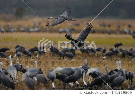 Hooded cranes in their wintering grounds Hooded cranes in their wintering grounds 141529809