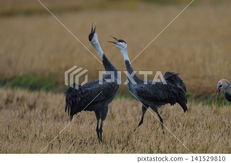 Hooded cranes in their wintering grounds Hooded cranes in their wintering grounds 141529810