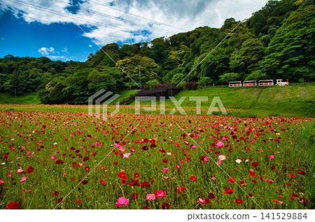 Poppy fields and flower train Poppy fields and flower train 141529884