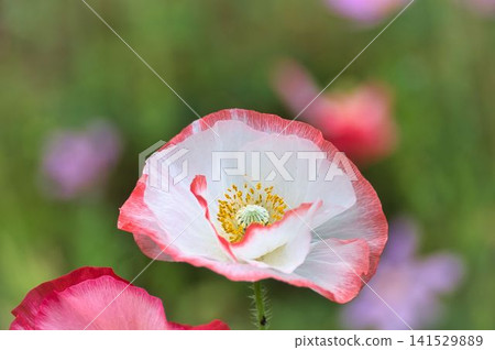 橘色的罌粟花真漂亮。 橘色的罌粟花真漂亮。 141529889