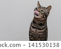 A cat licking a tongue 141530138