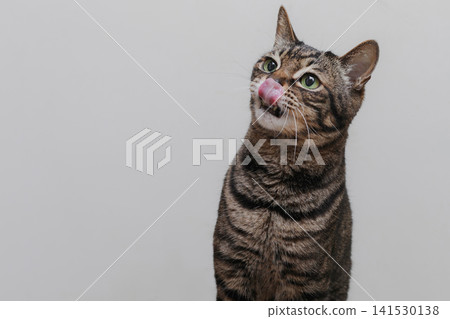 A cat licking a tongue A cat licking a tongue 141530138