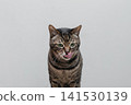 A cat licking a tongue 141530139