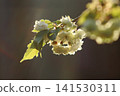 Sonosatokizakura - A cherry tree that bears green flowers. 141530311