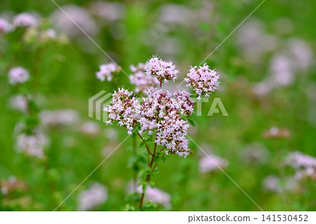 Oregano's flower Oregano's flower 141530452