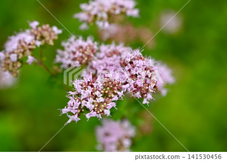 Oregano's flower Oregano's flower 141530456