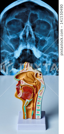 A human anatomy model shows the structure of the head with an x-ray in the background A human anatomy model shows the structure of the head with an x-ray in the background 141530490