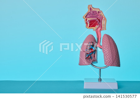 Respiratory system anatomy model in medical clinic. Pulmonology demonstration of lungs structure. Respiratory system anatomy model in medical clinic. Pulmonology demonstration of lungs structure. 141530577