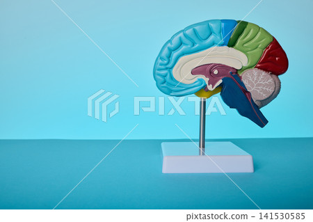Human brain cross section anatomy model. Neurologist consultation of memory loss and Alzheimer disease. Human brain cross section anatomy model. Neurologist consultation of memory loss and Alzheimer disease. 141530585