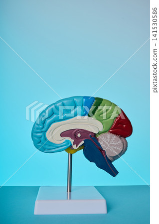 Brain model on stand vertical view. Neurology check-up of migraine, epilepsy, and brain tumor. Brain model on stand vertical view. Neurology check-up of migraine, epilepsy, and brain tumor. 141530586